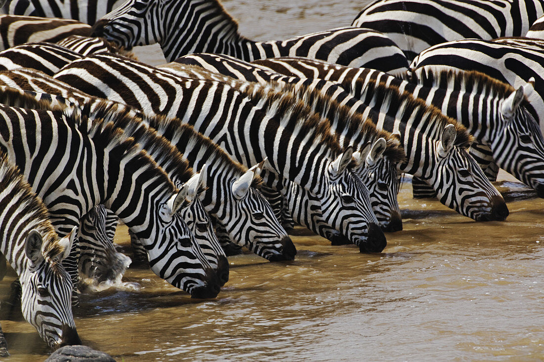 Herd of Plains Zebras Drinking