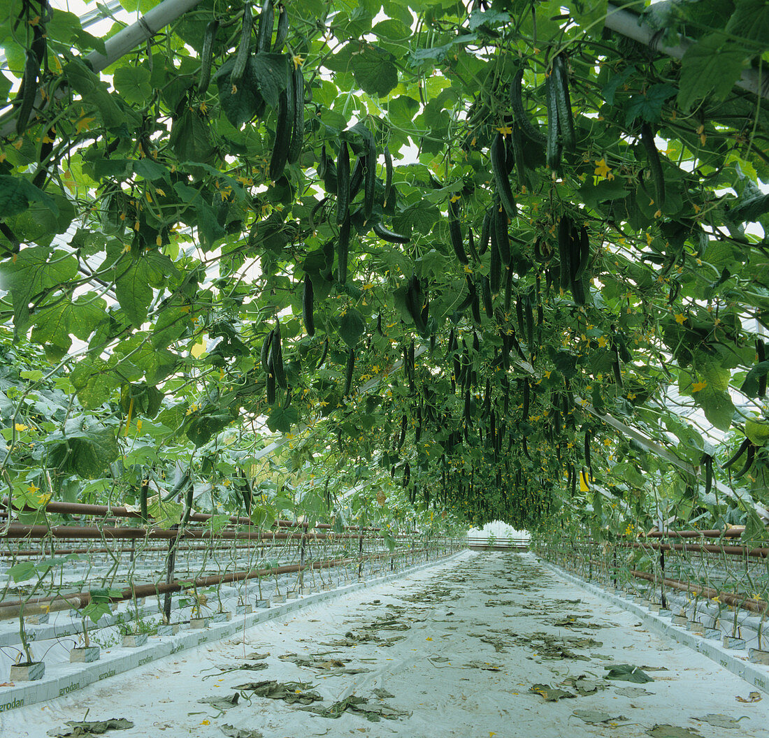 Hydroponic Cucumber crop