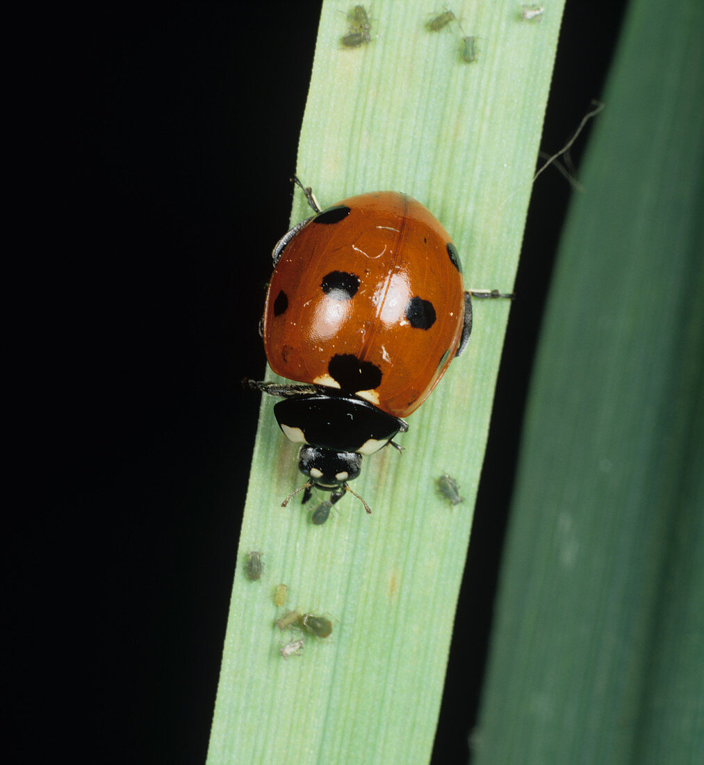Ladybug feeding on aphids