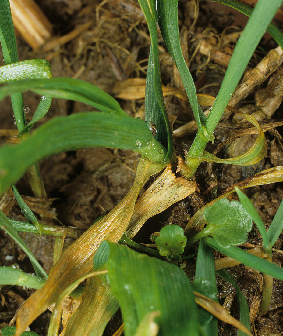 Septoria Leaf Spot on Wheat leaves