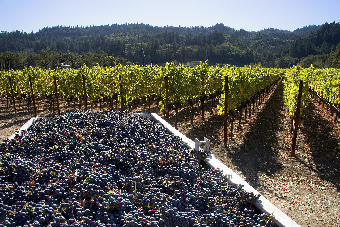'Harvested Wine Grapes,Napa Valley'