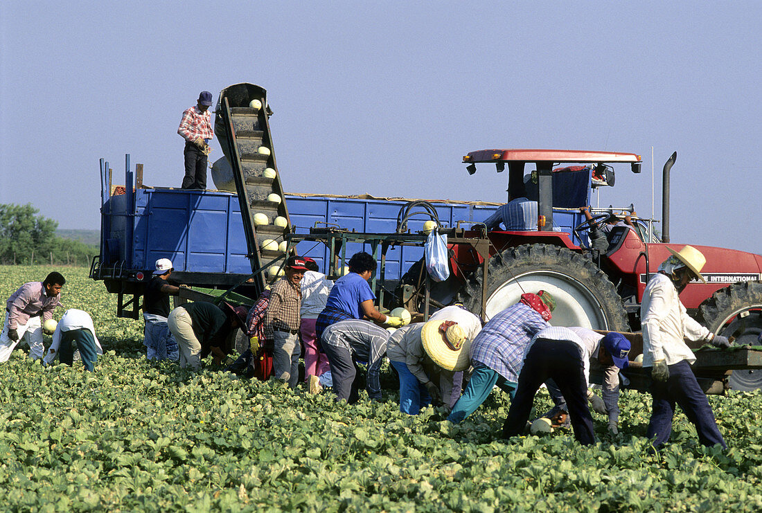 Farm workers harvesting honeydew melons