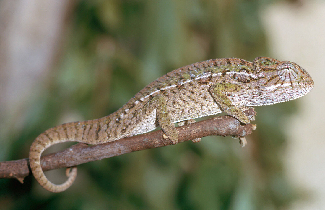 Carpet Chameleon
