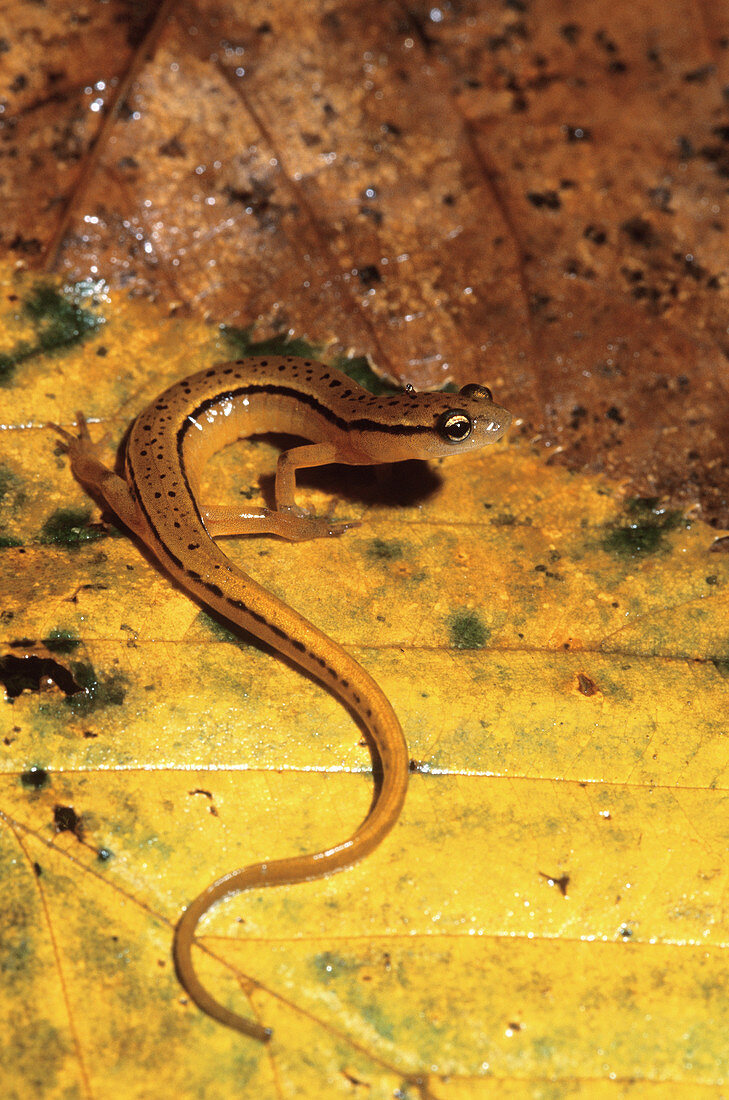 Blue Ridge Two-lined Salamander