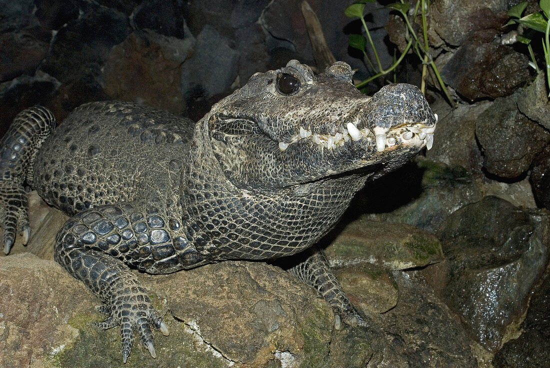 West African Dwarf Crocodile