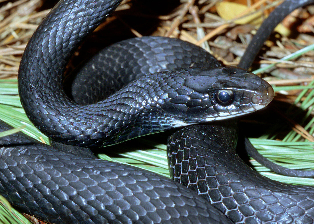 Southern Black Racer (Coluber priapus)