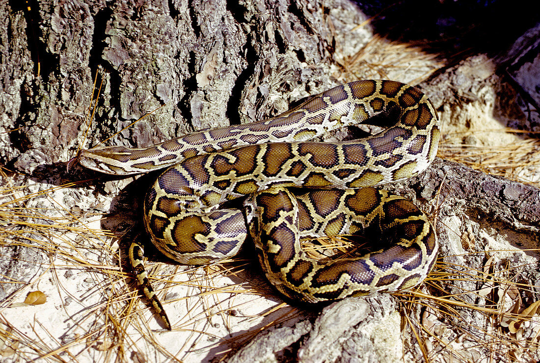 Burmese Python (Python molurus)