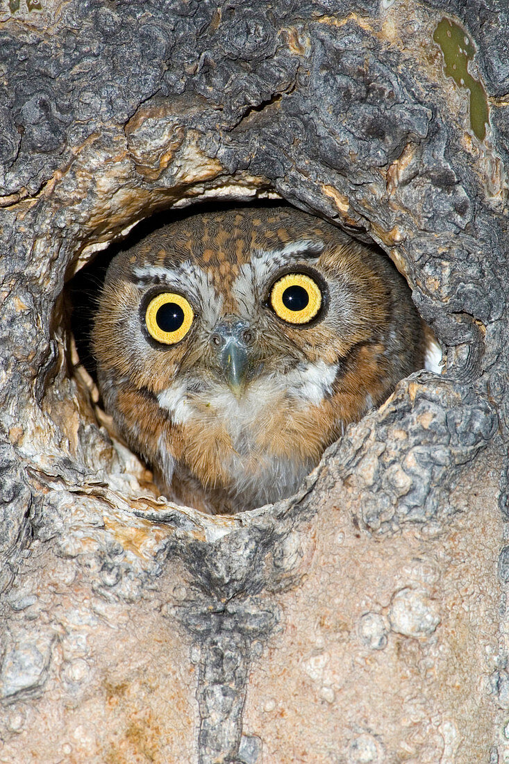 Elf Owl nesting in tree cavity