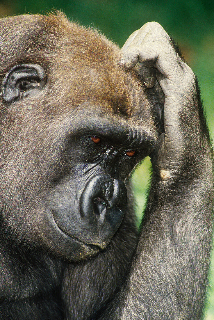 'Gorilla,hand on forehead'