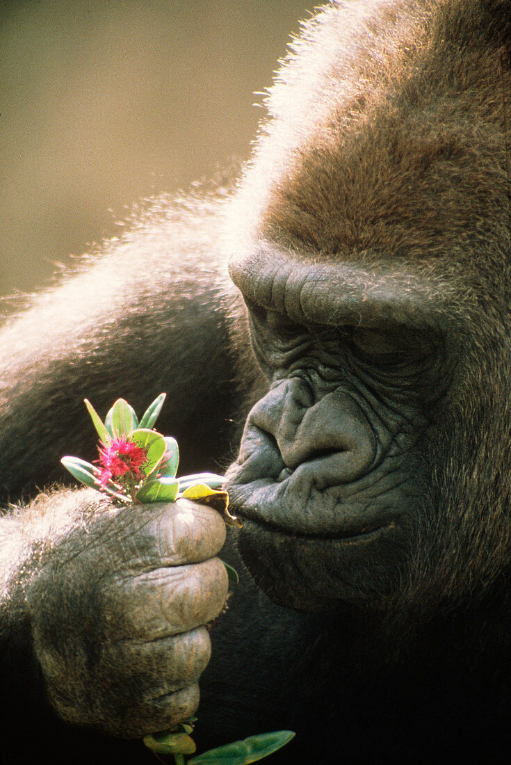 Gorilla with a flower