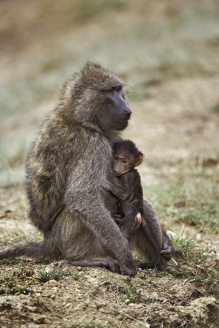 Olive Baboon with Baby
