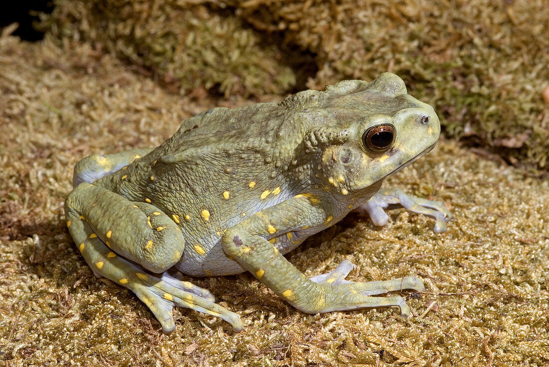 'Brown tree toad,Pedostibes hosii'