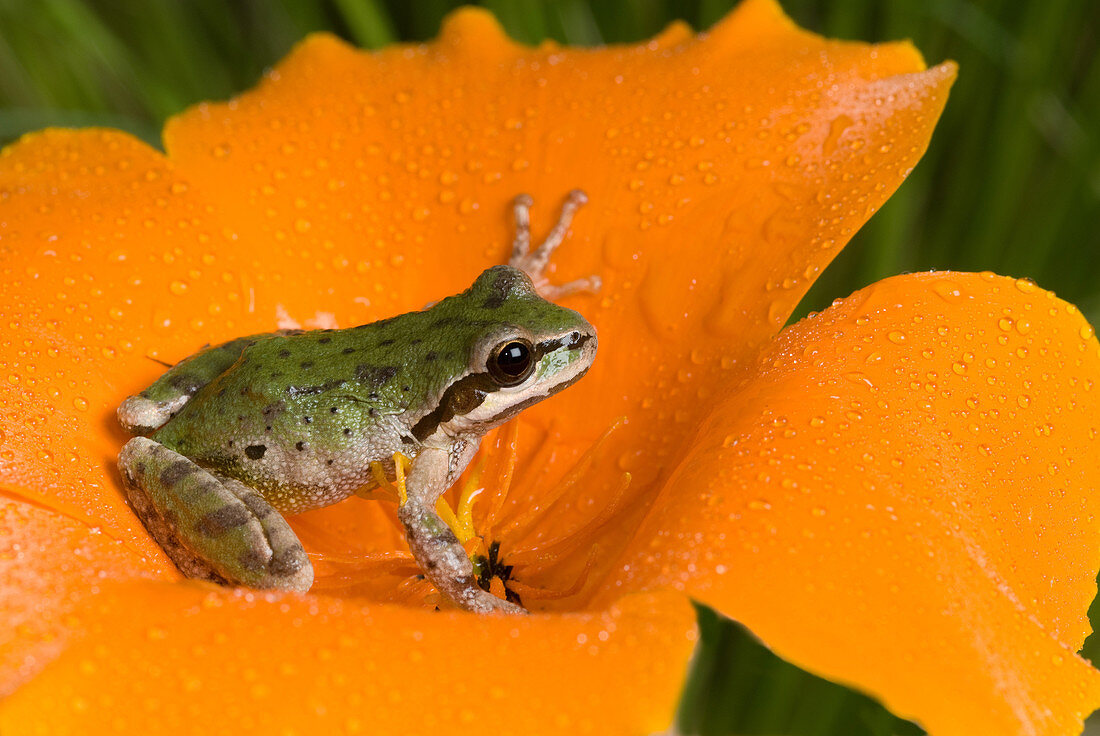 Pacific treefrog on California poppy