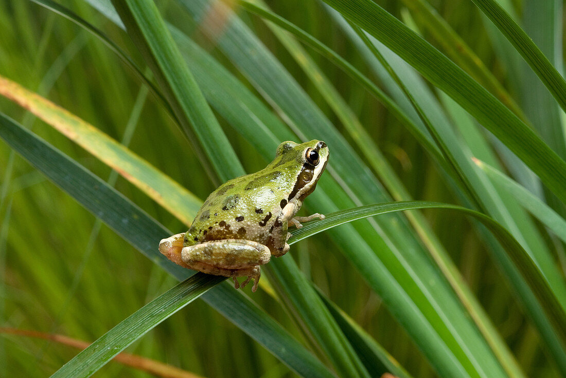 Pacific treefrog on iris leaves