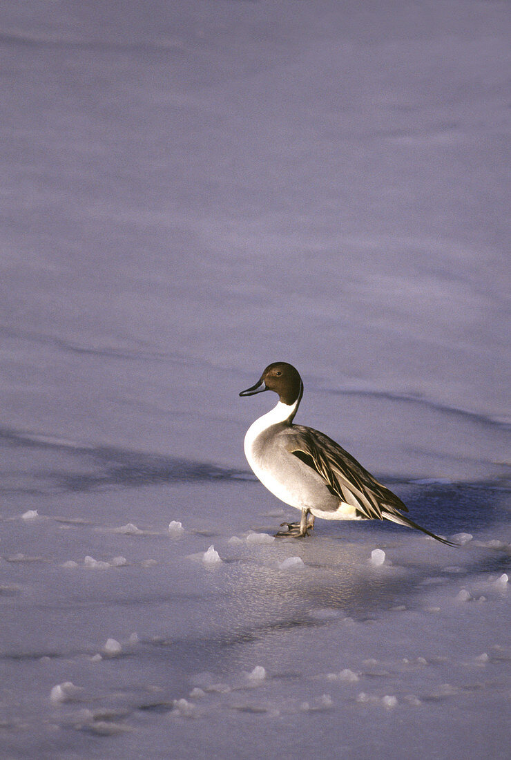 Male Northern Pintail Duck (Anas acuta)