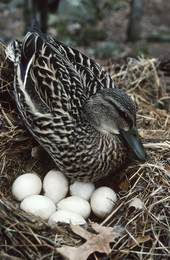 Mallard (Anas platyrhynchos) nesting