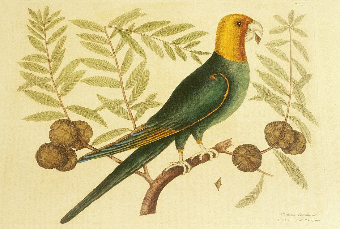 Antique print of extinct Carolina Parakeet