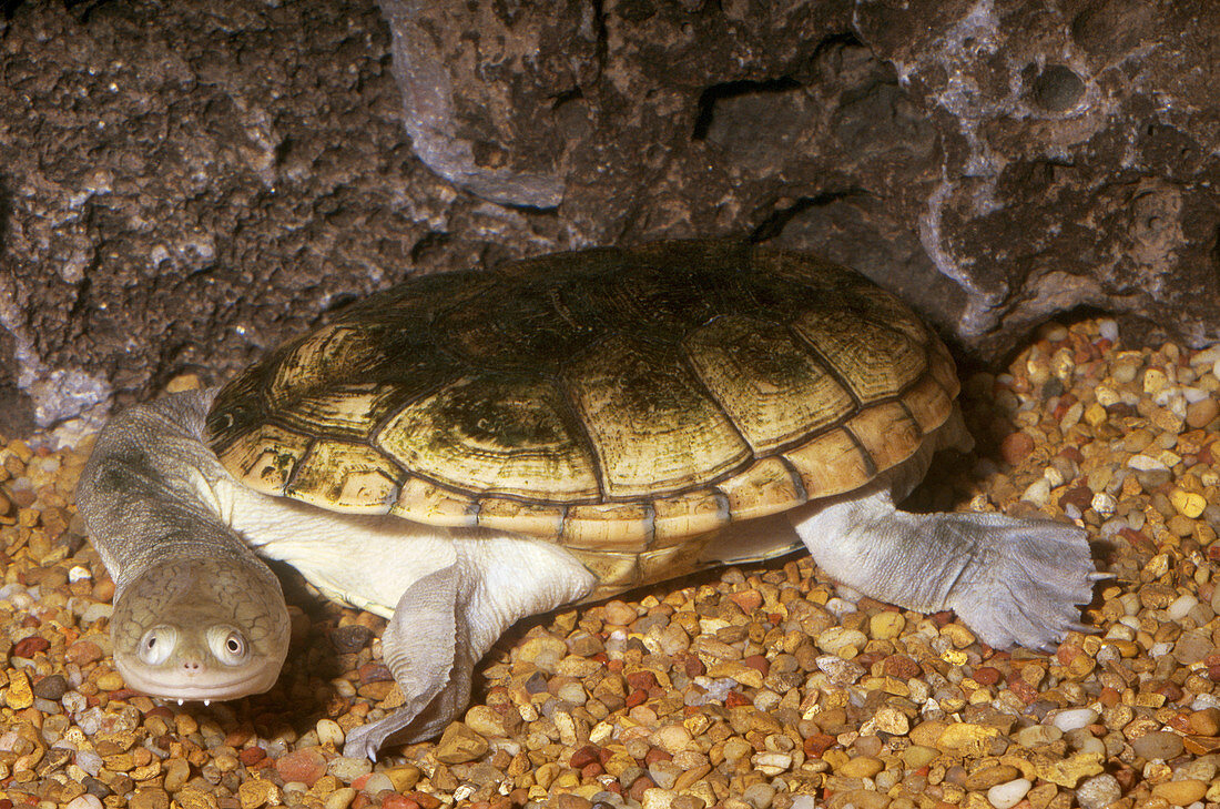 Northern Longneck Turtle