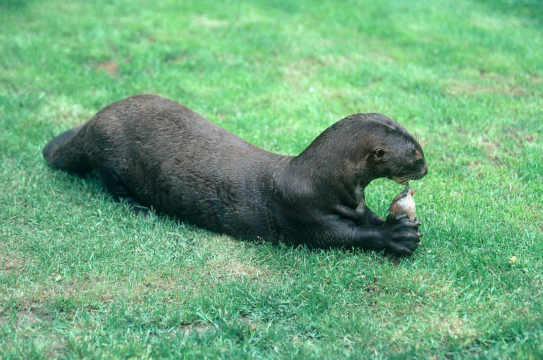 Giant Otter Eating Fish