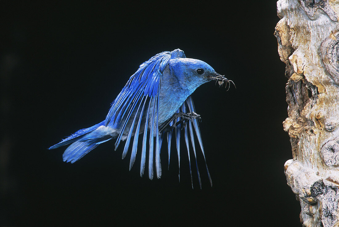 Mountain Bluebird flying to nest