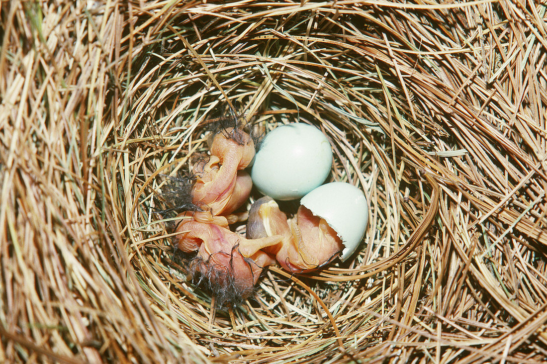 Eastern Bluebirds hatching in nest