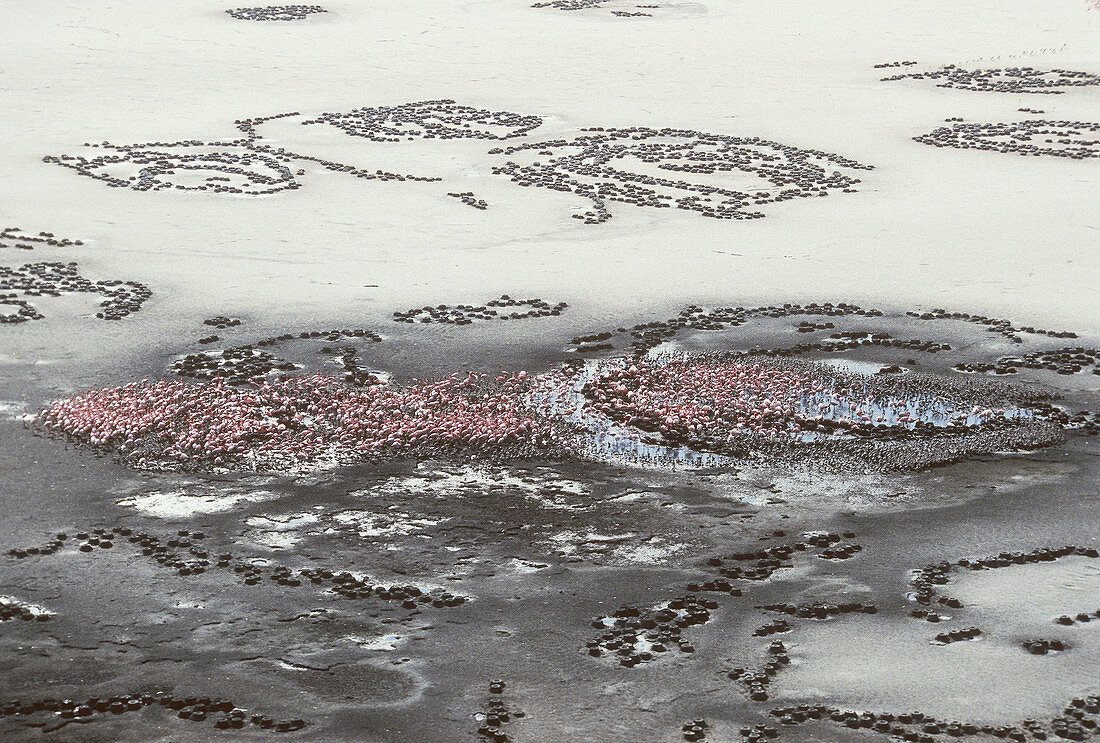 'Lesser Flamingoes,Lake Natron,Tanzania'