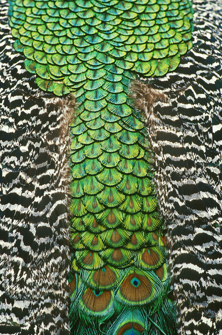 Peacock tail feathers