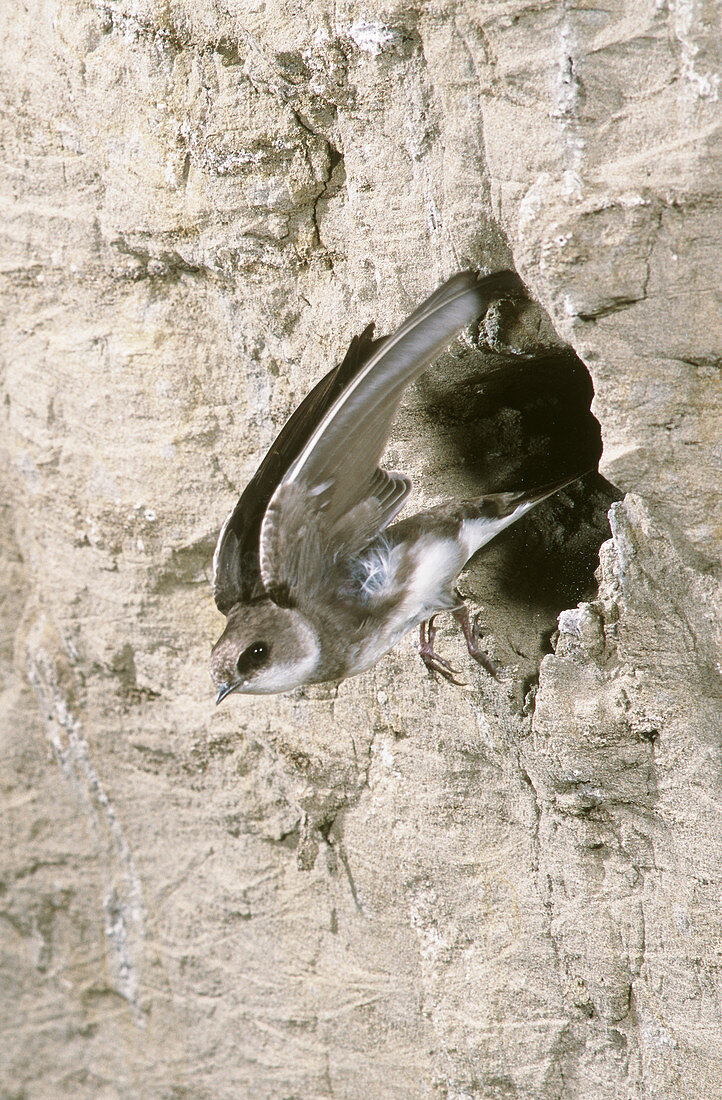 Bank Swallow leaving nest