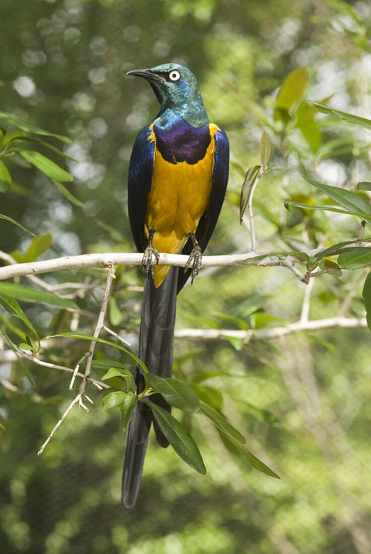 Golden-breasted or Royal Starling
