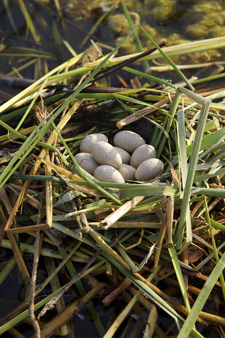 Floating Nest of Coot Eggs