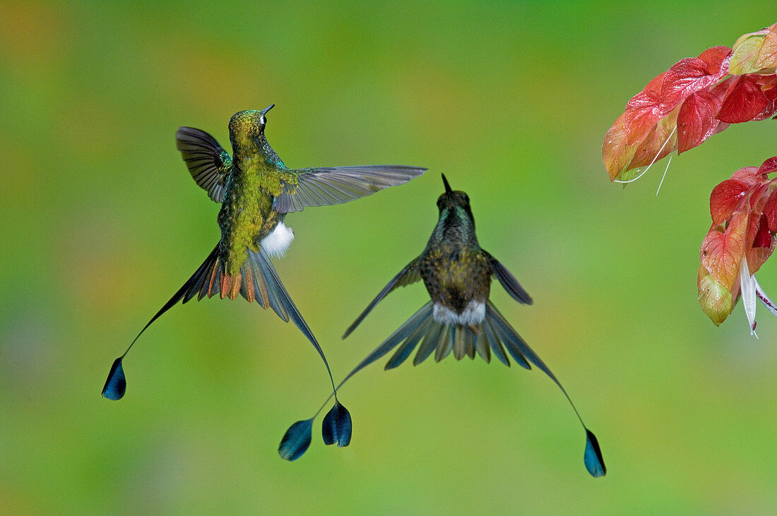 Booted Racket-tail Hummingbird Males