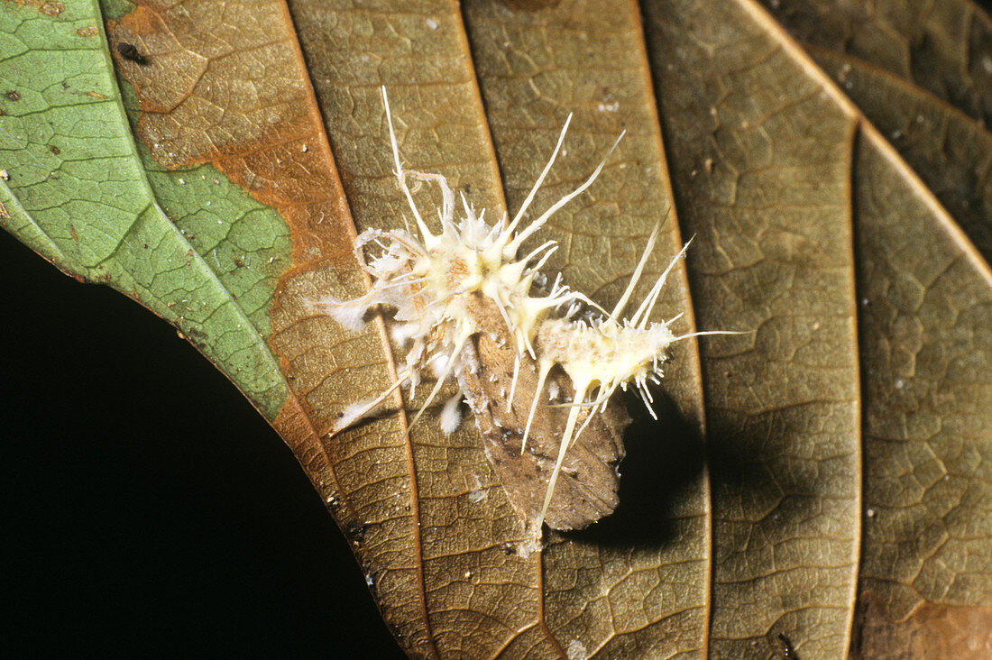 Moth Killed by Fungus