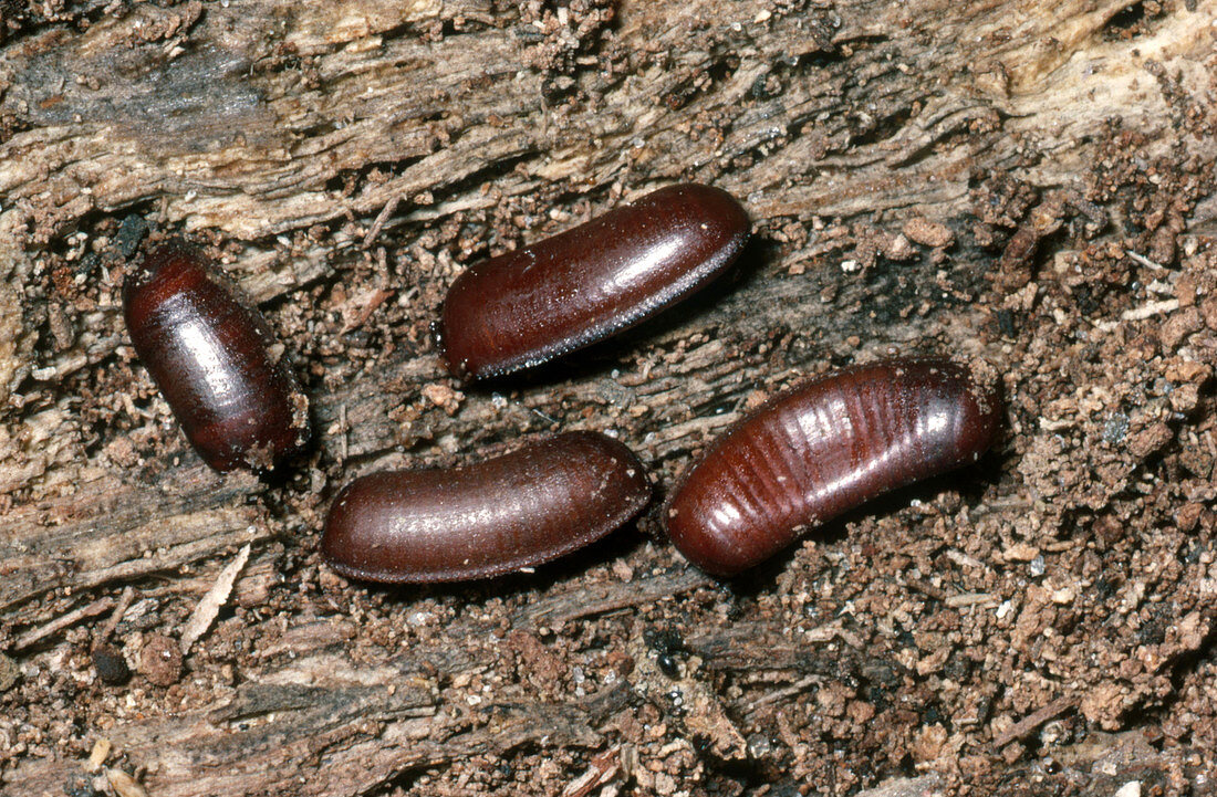 Cockroach Egg Cases