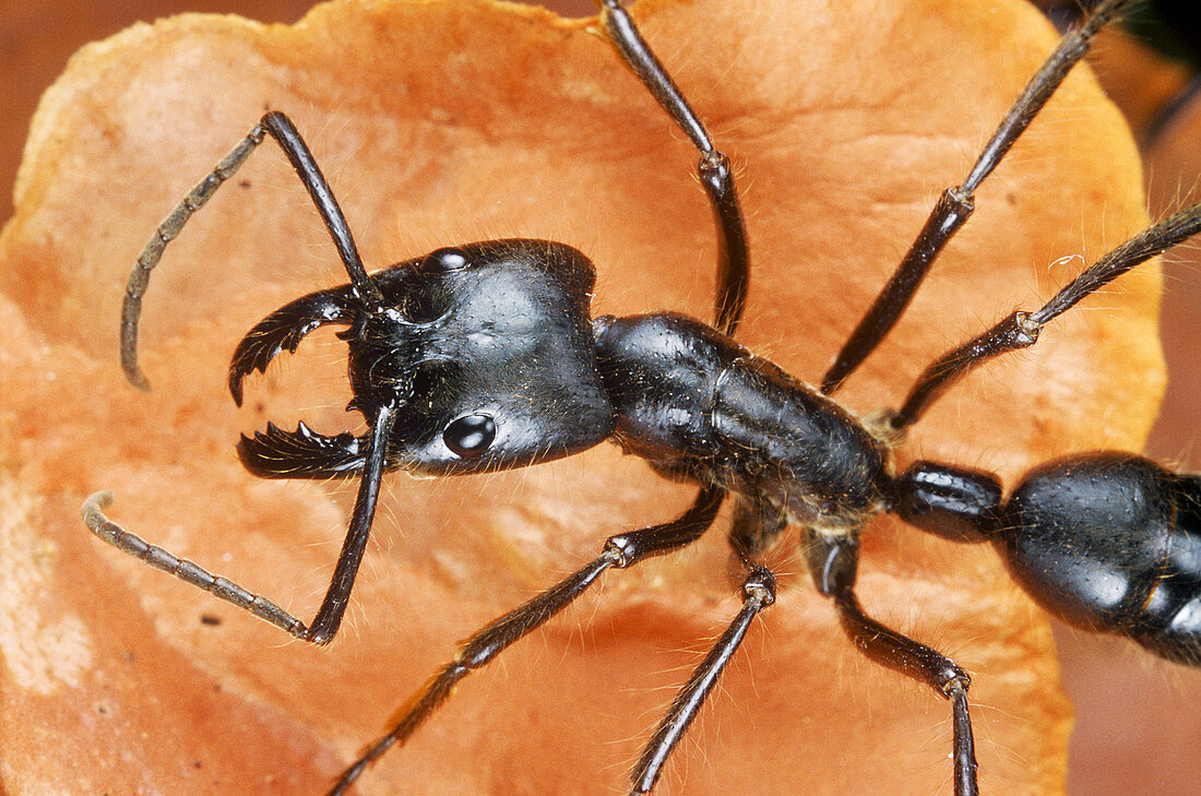 Large Ant