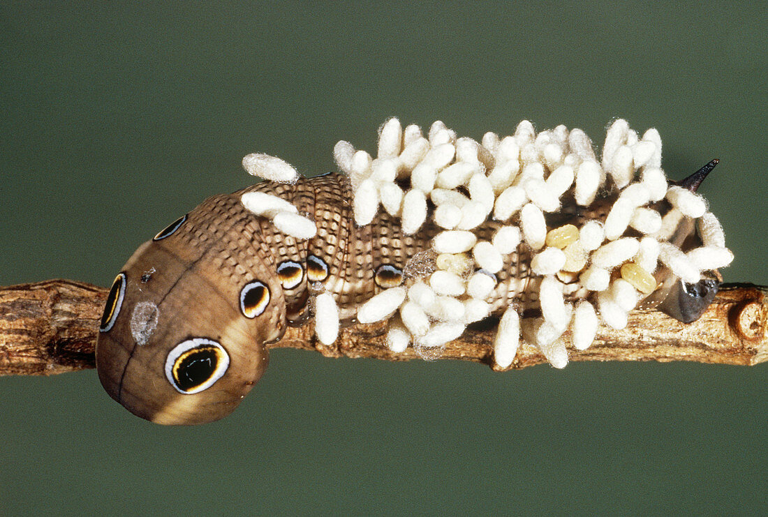 Caterpillar Afflicted with Wasp Cocoons