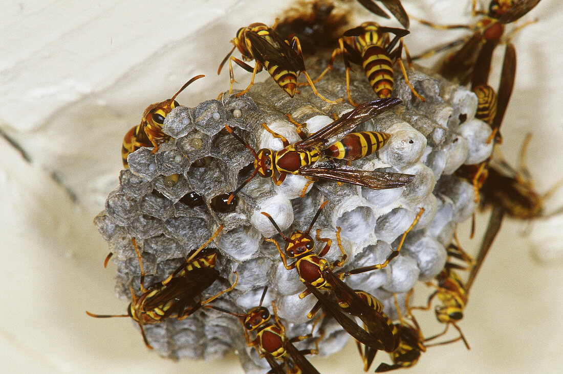 Golden Paper Wasps