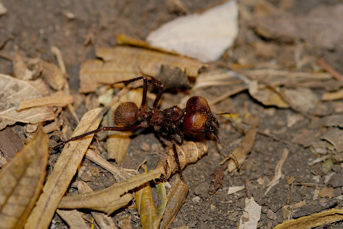 Leaf Cutter Ant Soldier