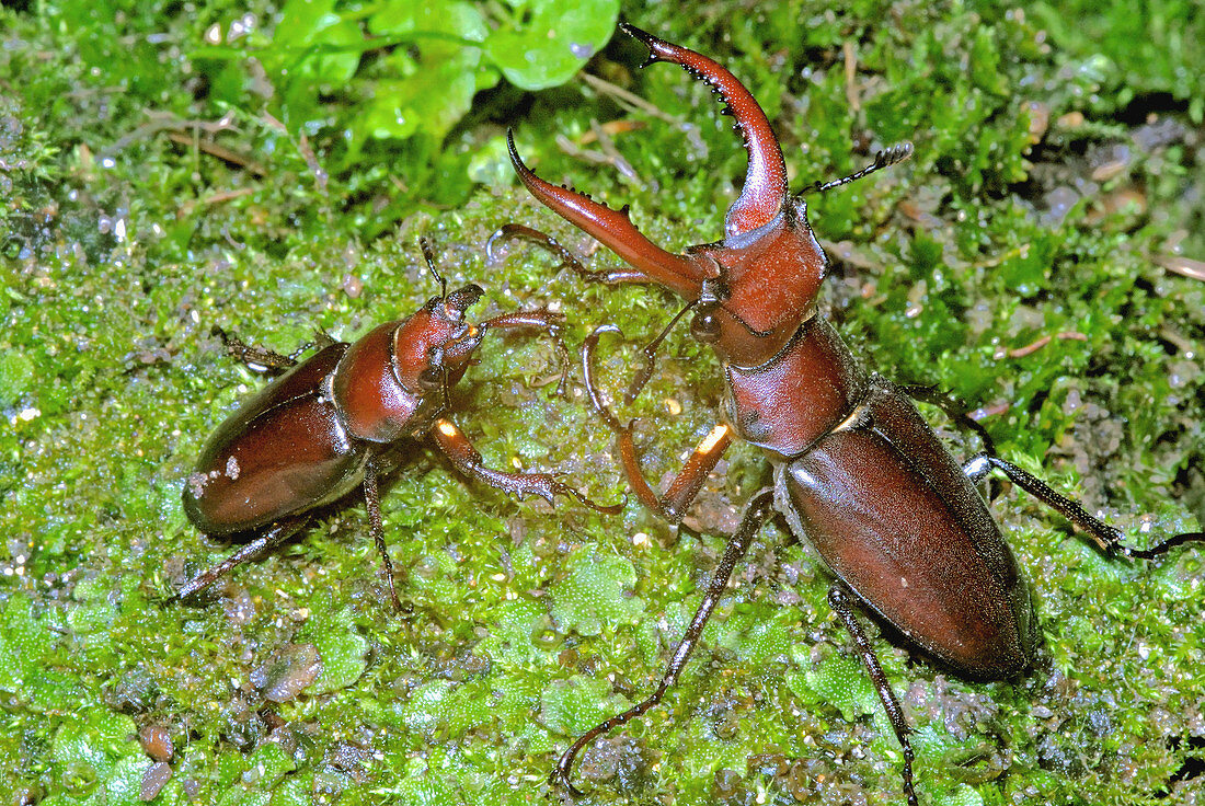 'Pair of American Stag Beetles,Lucanus elaphus'