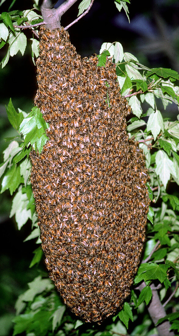 Swarm of wild honeybees