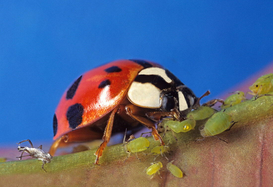 Asian Ladybug Beetle