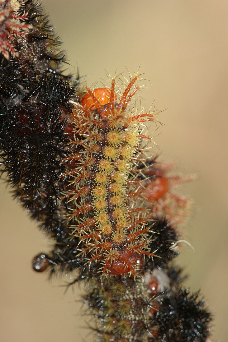 Buck Moth (Hemileuca maia) caterpillar