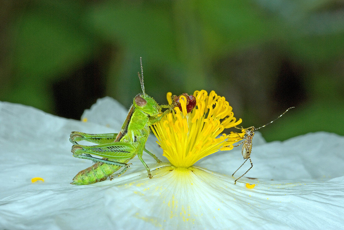 Pollinating a Poppy