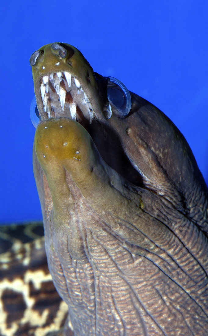 Atlantic Chainlink Moray Eel