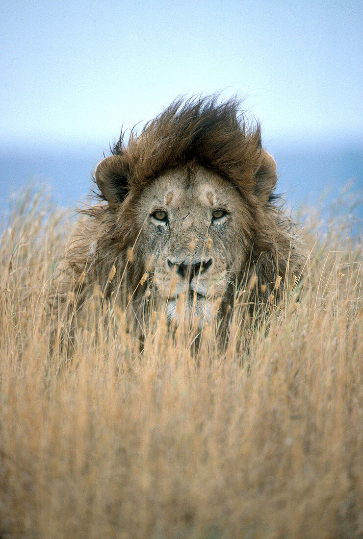 African Lion