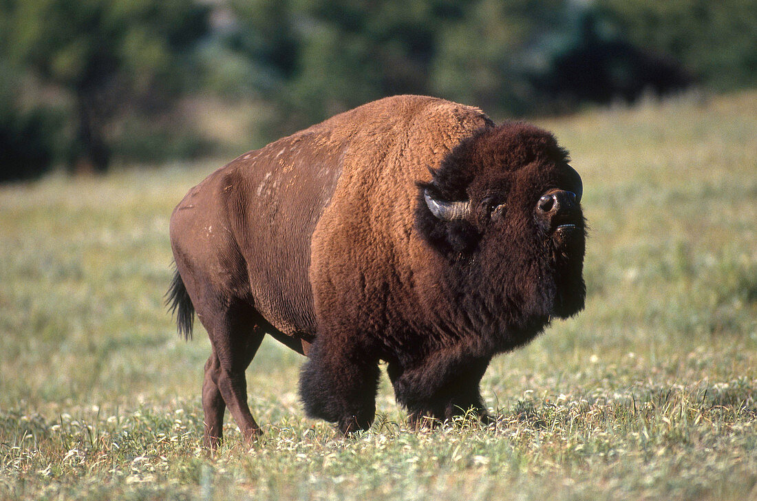 Bison in Kansas