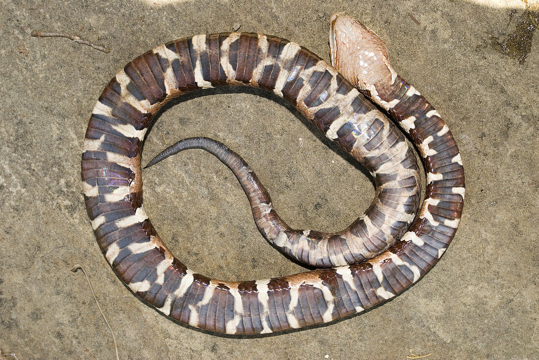 Trans-Pecos copperhead snake