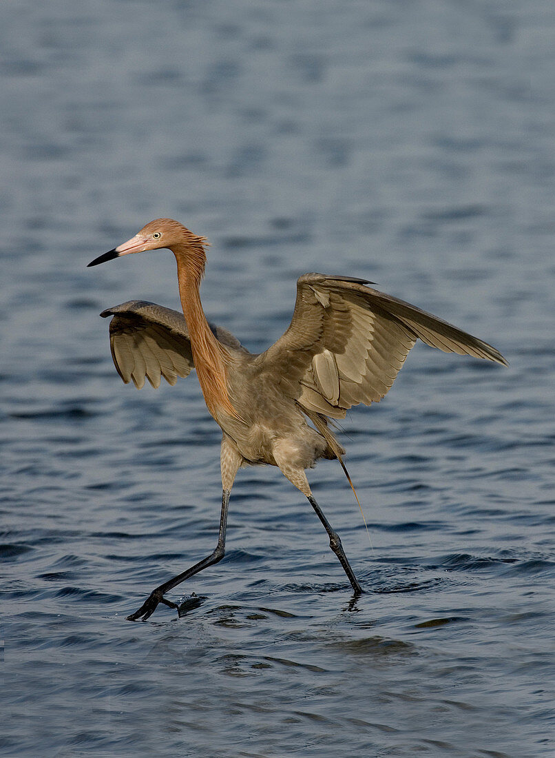 Reddish Egret doing fishing dance