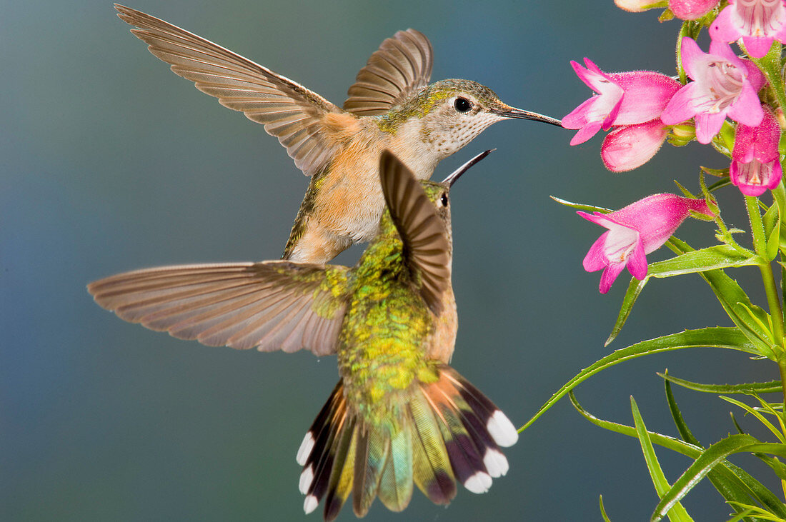Female Broad-tailed Hummingbird