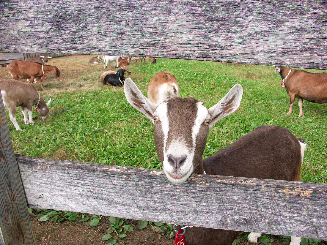 Domestic Nubian dairy goat