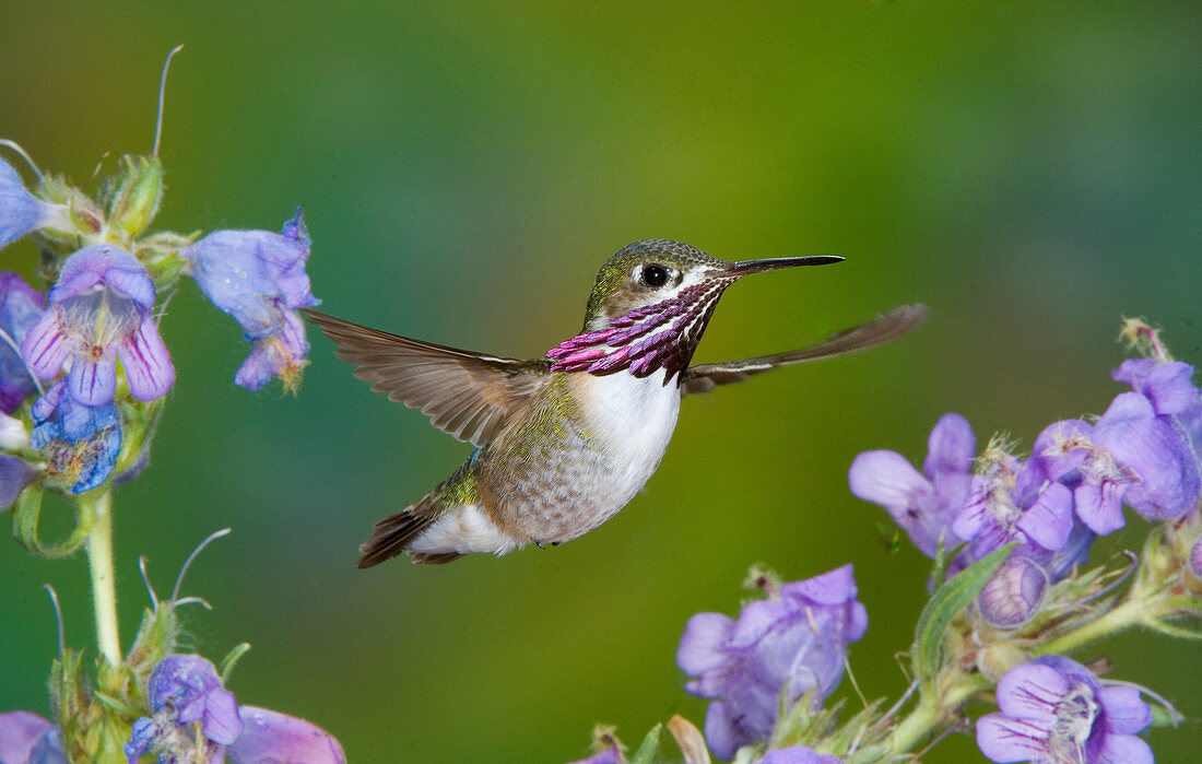 Calliope Hummingbird